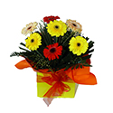 Gerbera Box