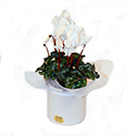 Cyclamen Pot